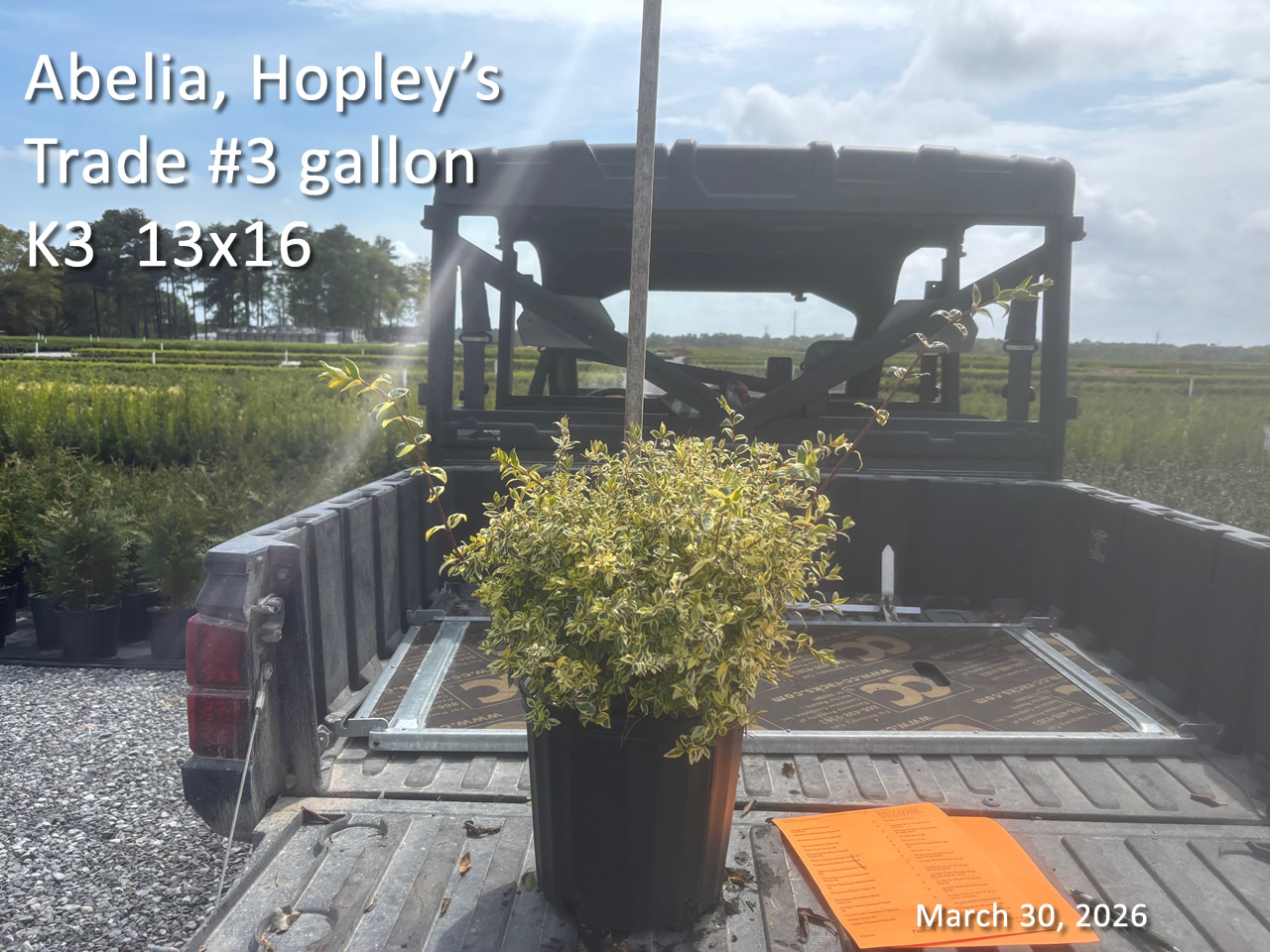 gallery/ahp3t k3 mar30.jpg